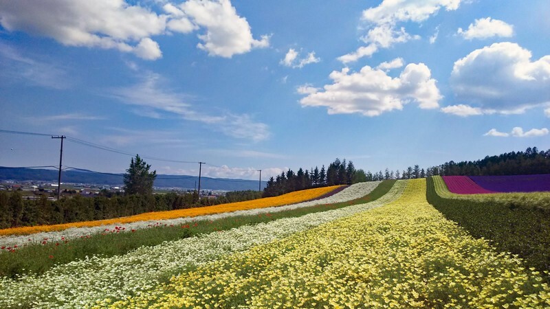 富田農場有著北海道最著名的七彩花田！