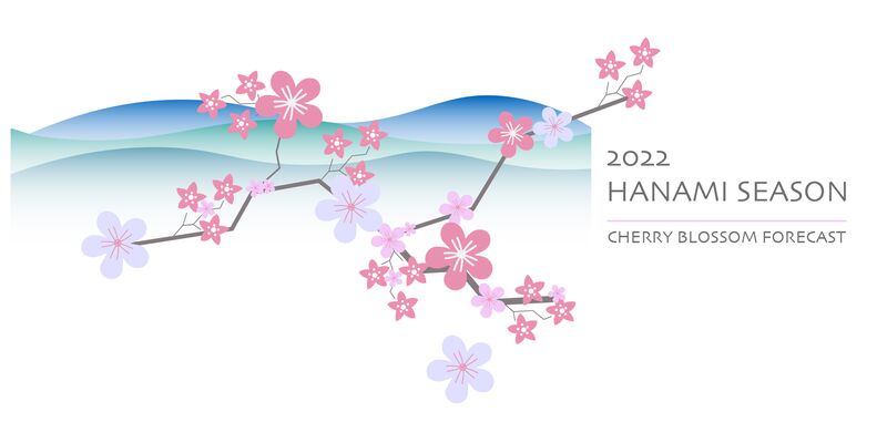 Spring Season Guide - Cherry Blossom Forecast - Hanami!