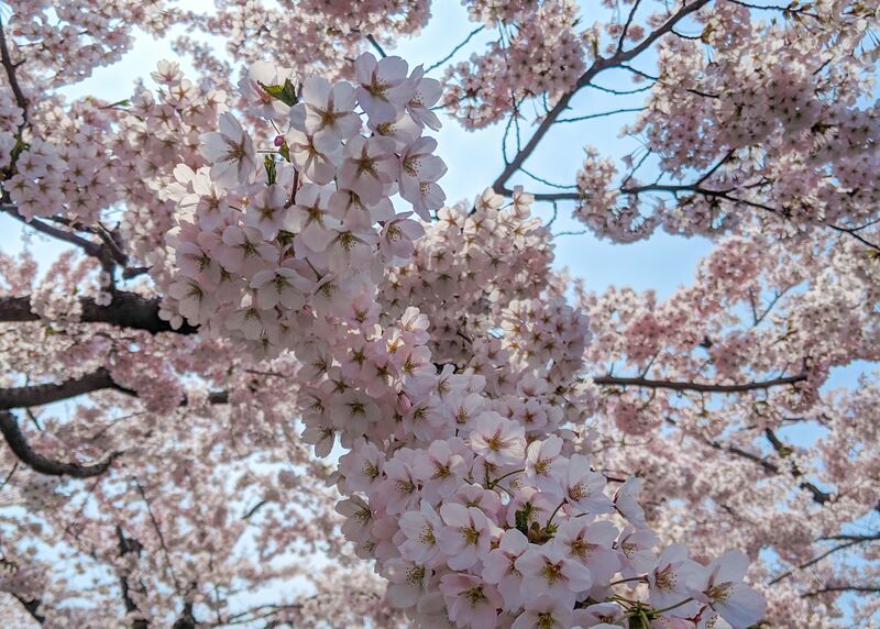 Niseko Cherry Blossom Forecast 2021