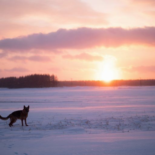 【冬開催】フォトグラファー中道智大による愛犬屋外撮影「北海道ニセコの大自然と君」