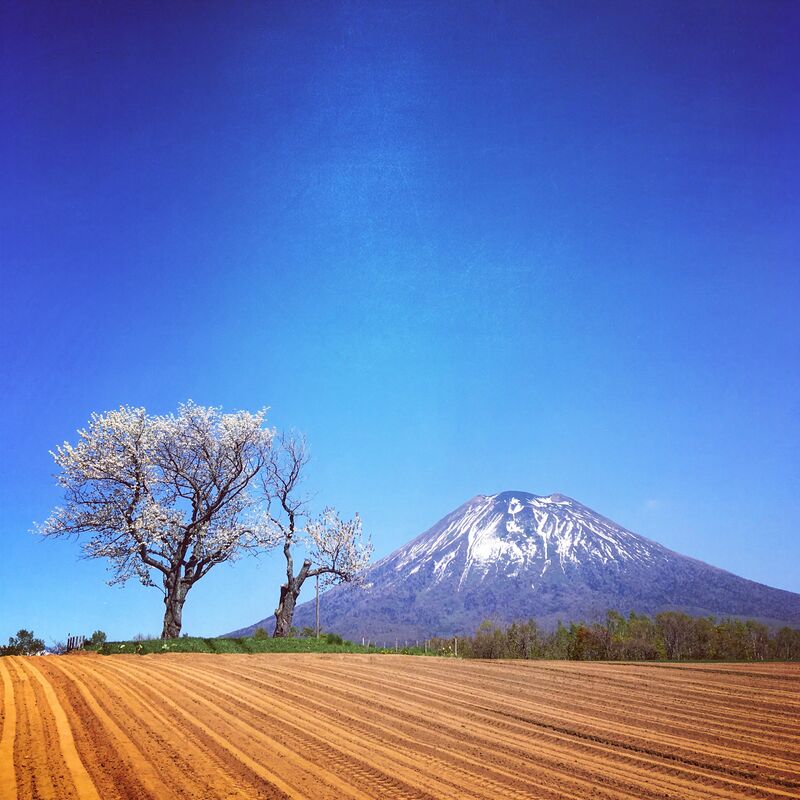 到北海道看富士山？？富士山的雙胞胎 - 羊蹄山（及周邊景點介紹）