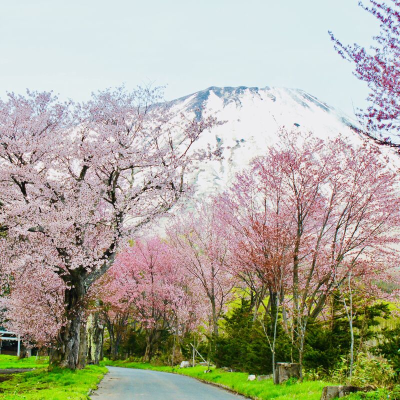 5月にお花見⁉︎ 桜と一緒に楽しむゴールデンウィークのニセコ＆真狩！