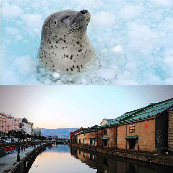 2020【北海道自由行】小樽與小樽水海生館攻略！給您不一樣的一日遊！