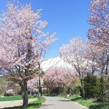 Where to see cherry blossoms in Niseko