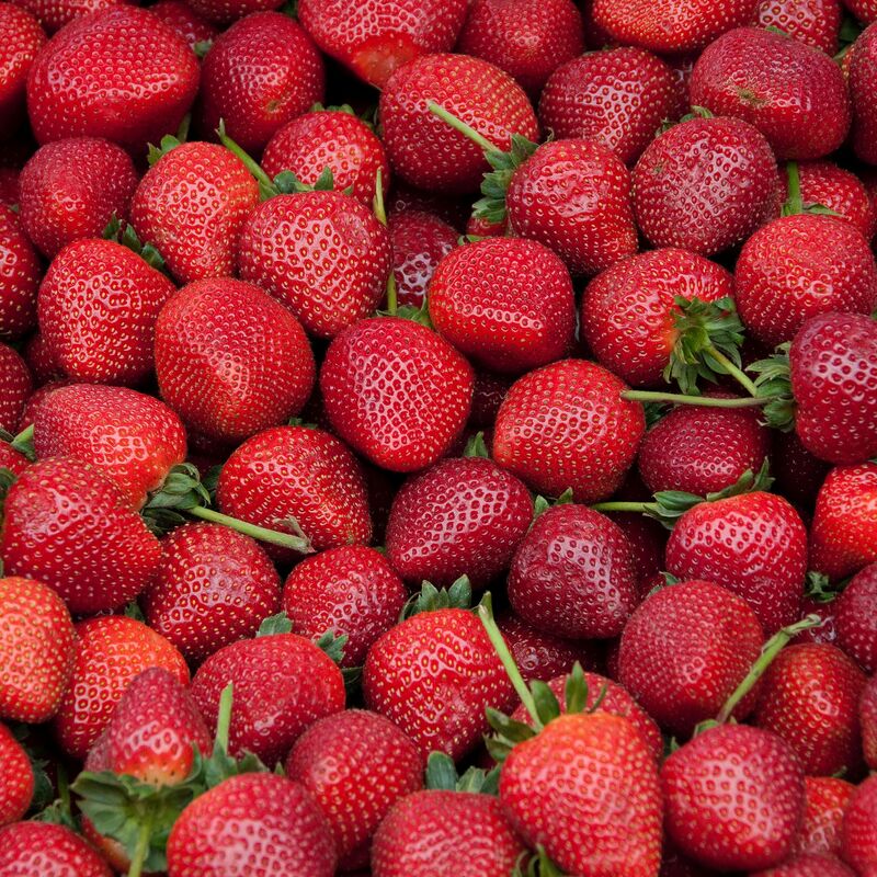 Graubunden 季節限定草莓情緣