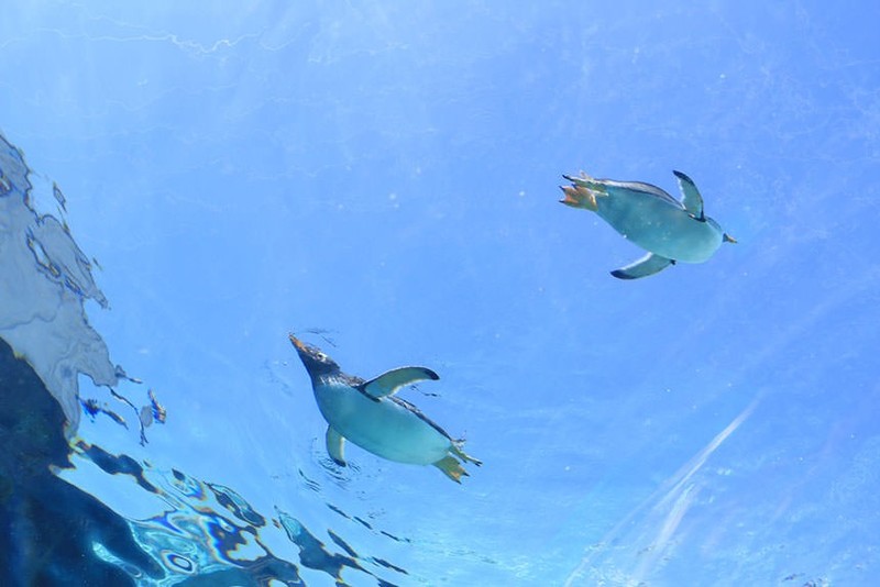 Asahiyama Zoo penguins underwater