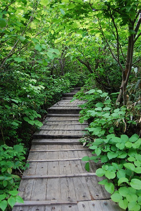 緑に囲まれた神仙沼の木の歩道