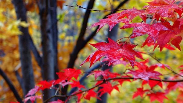 jozankei autumn leaves hokkaido