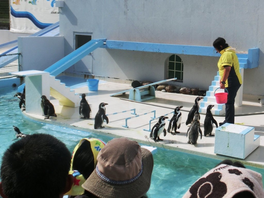 otaru aquarium penguins
