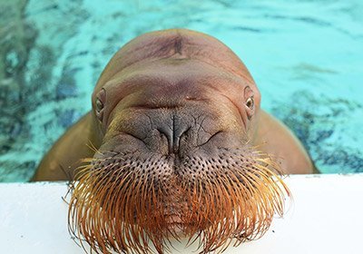 walrus otaru aquarium shizuku