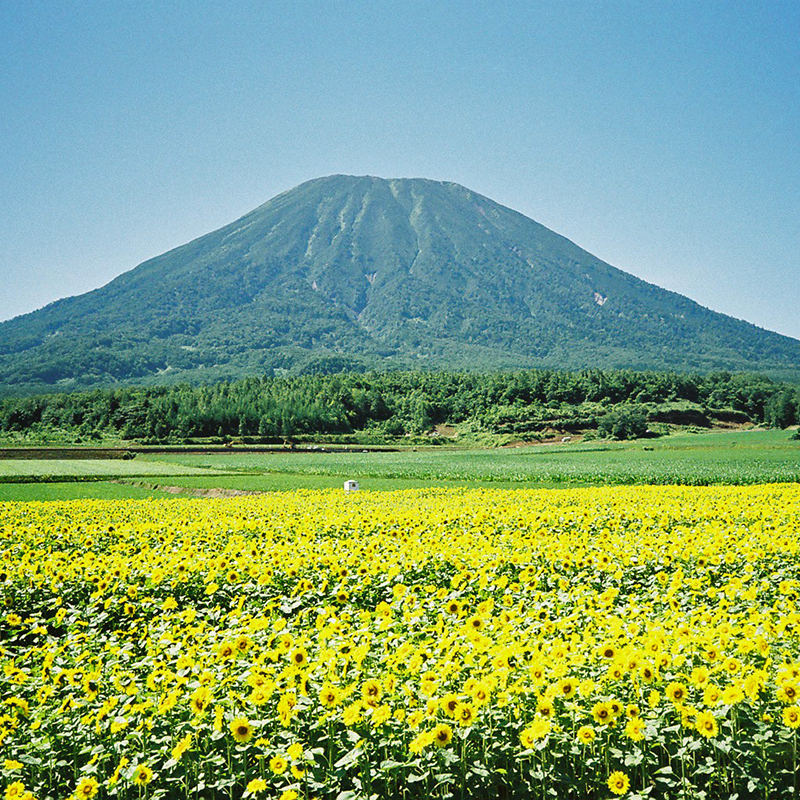 Mt Yotei in Summer with flowers