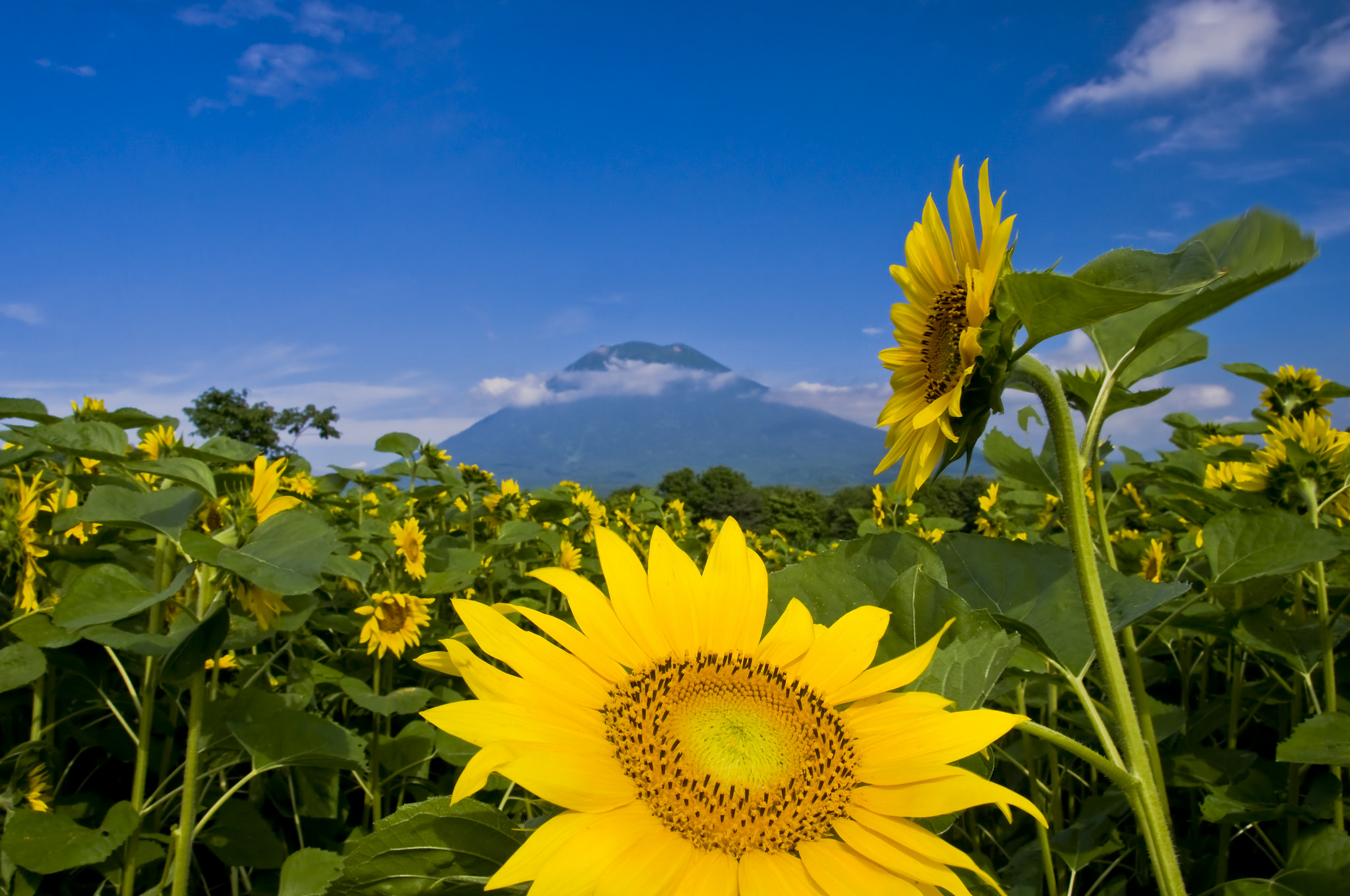Sunflowers sit at the base of Yotei on a beautiful summer day