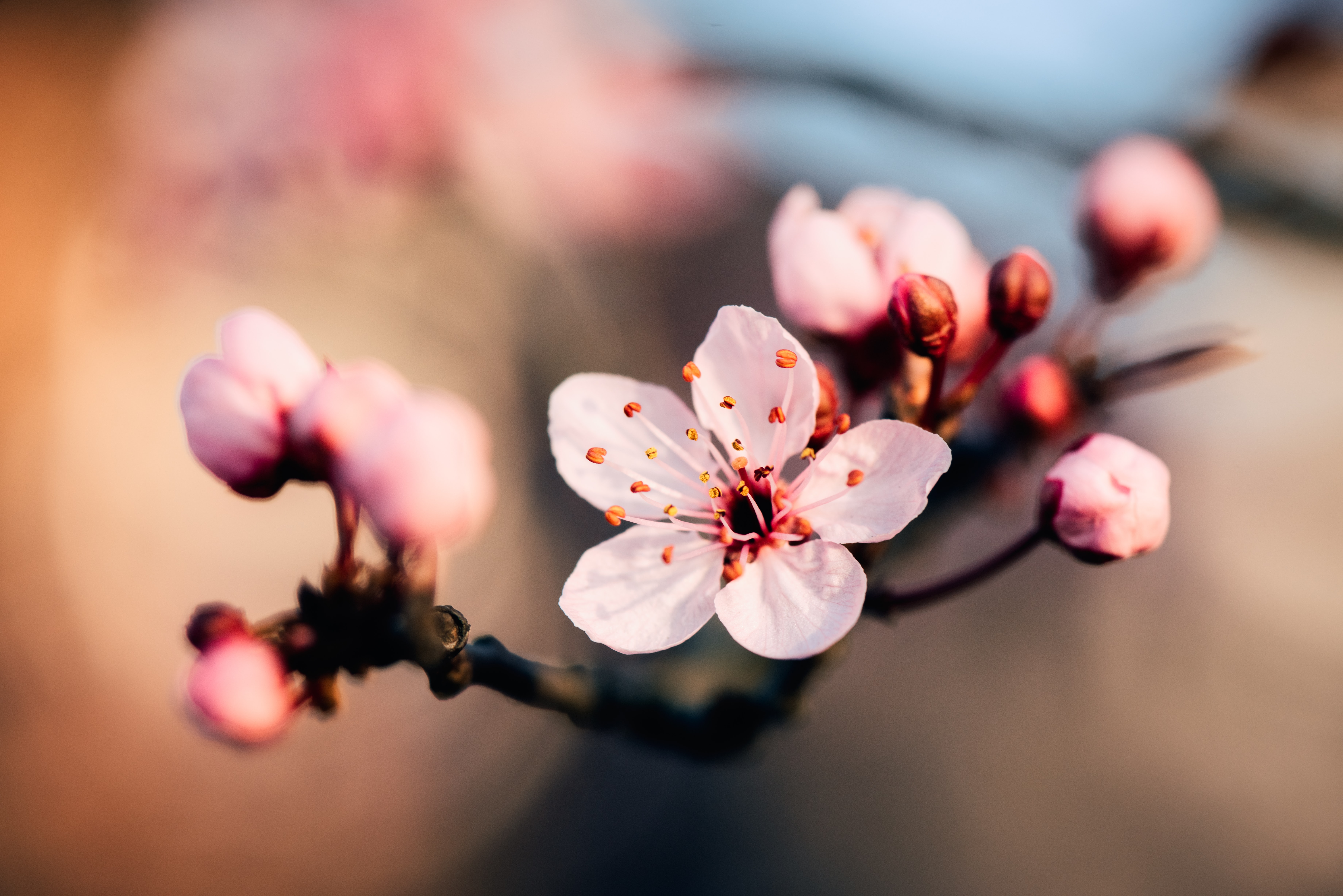 cherry blossoms can be seen in niseko and hokkaido around early may, 2020
