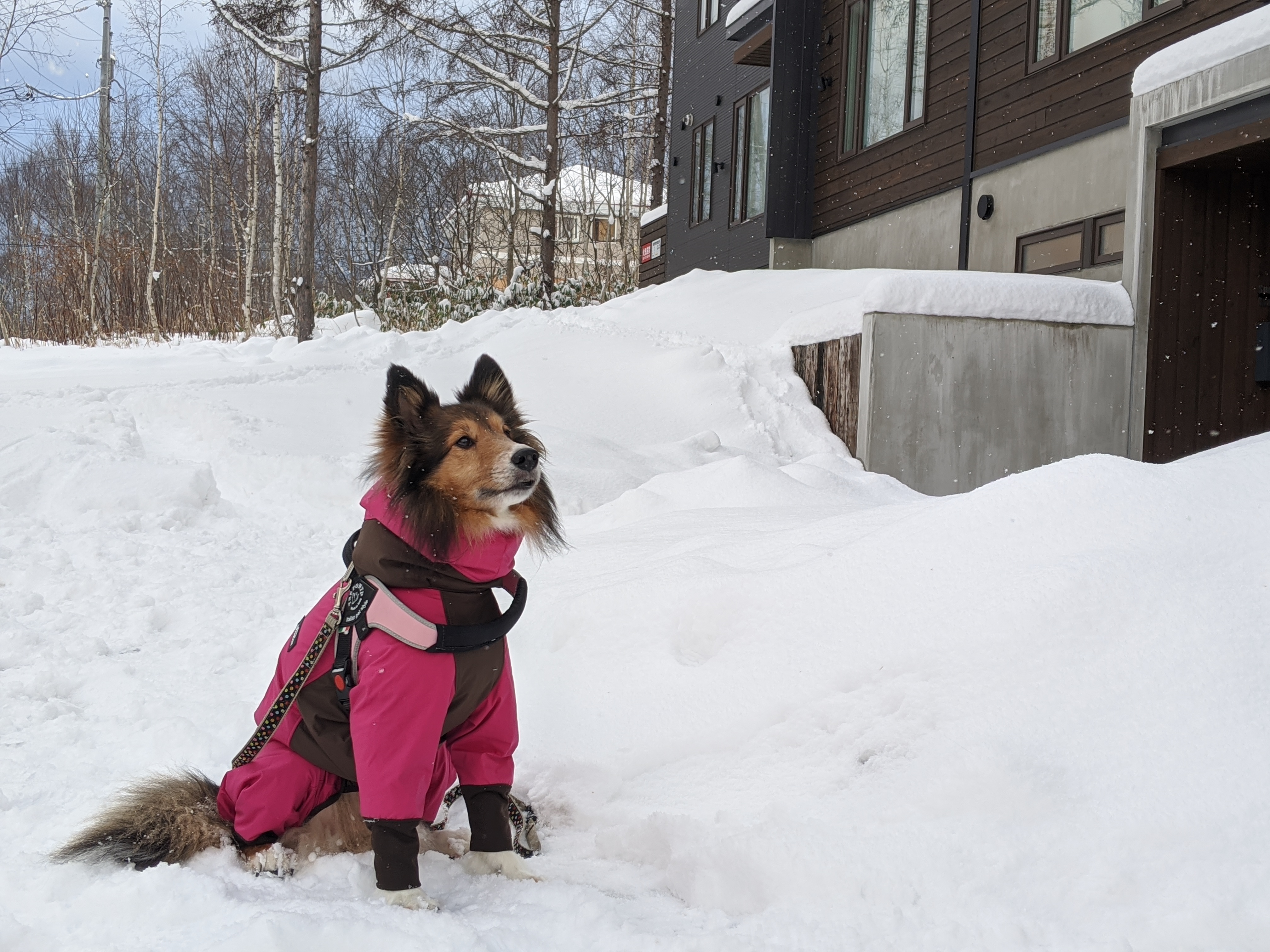 重要 愛犬とお泊りのお客様へ Vacation Niseko