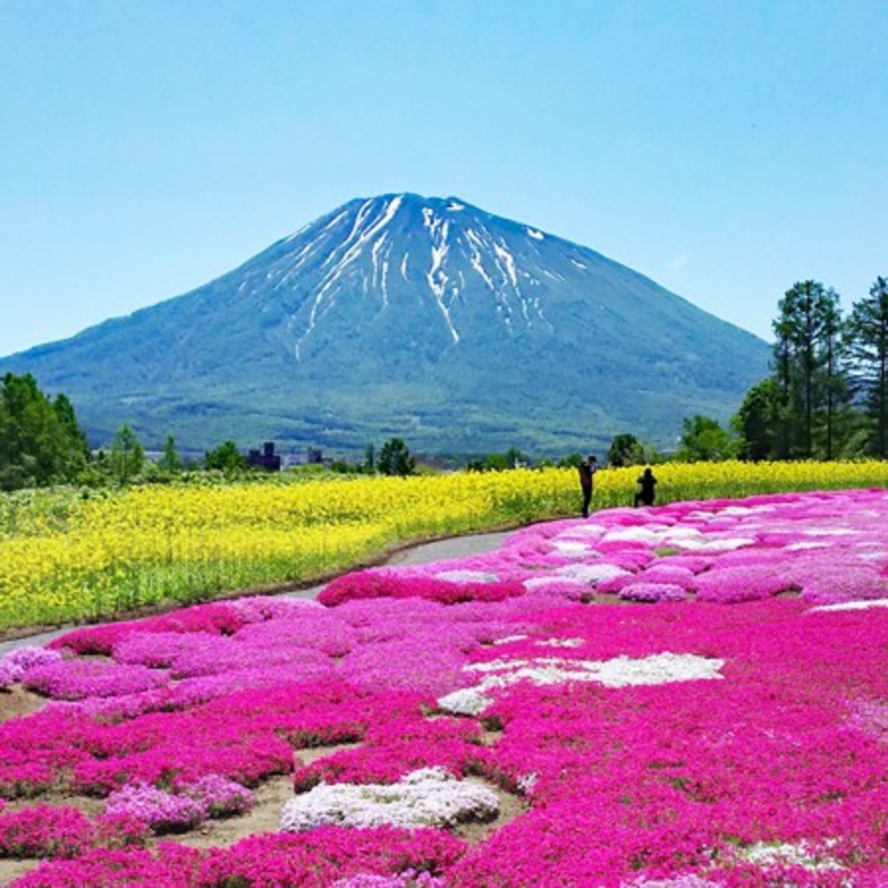 Hokkaido s colorful shibazakura season here  Vacation Niseko Blog